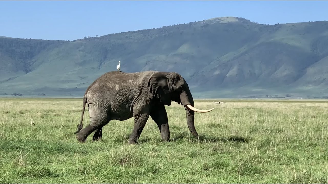 Tanzania 5 - Ngorongoro Crater and Conservation Area, January 14, 2021 Nature ASMR