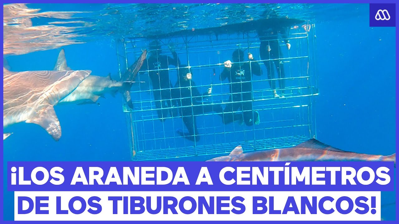 &iexcl;A CENT&Iacute;METROS de tiburones blancos! La extrema experiencia de los Araneda Vacarezza |Vive Sud&aacute;frica