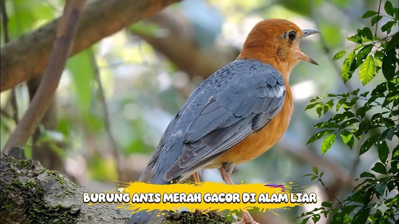 Kicauan Gacor Merdu & Ngeplong Burung Anis Merah Alam Liar Dengan Ciri Khas-nya 