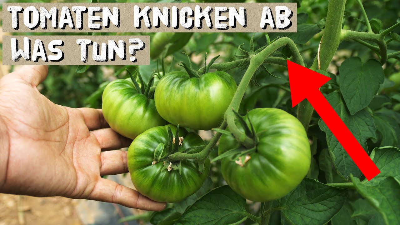 Tomaten knicken / rei&szlig;en ab! 3 Arten wie du dies verhindern kannst!