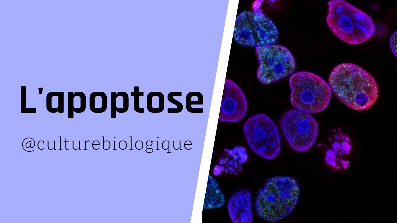 L'APOPTOSE 🔬