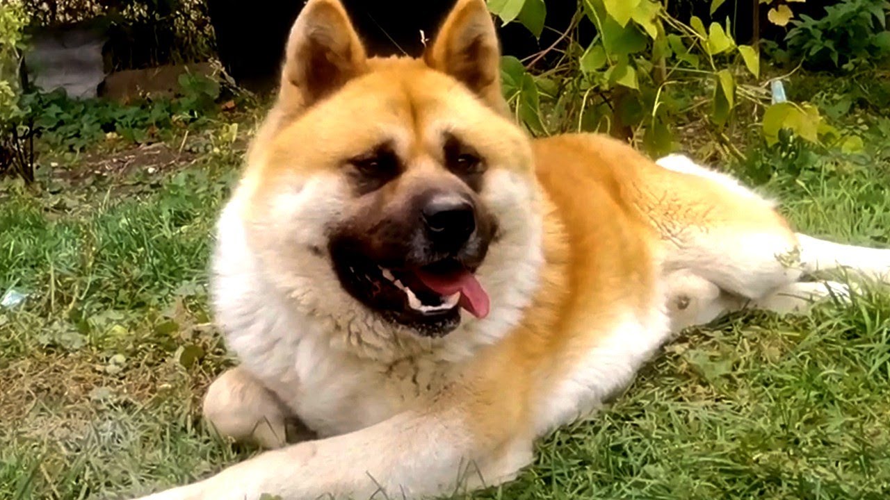AKITA AMERICAN.... Cei mai buni prieteni ai mei