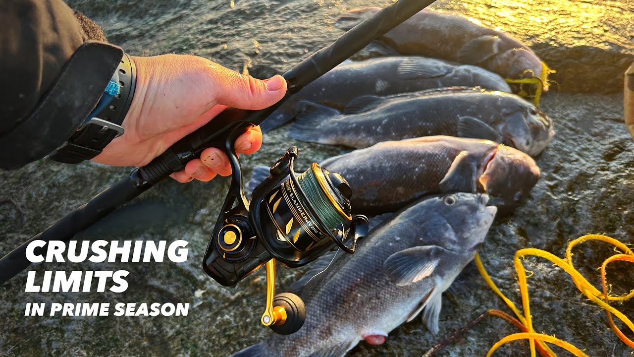 Crushing Limits in Prime Season - Tautog Fishing in the Fall