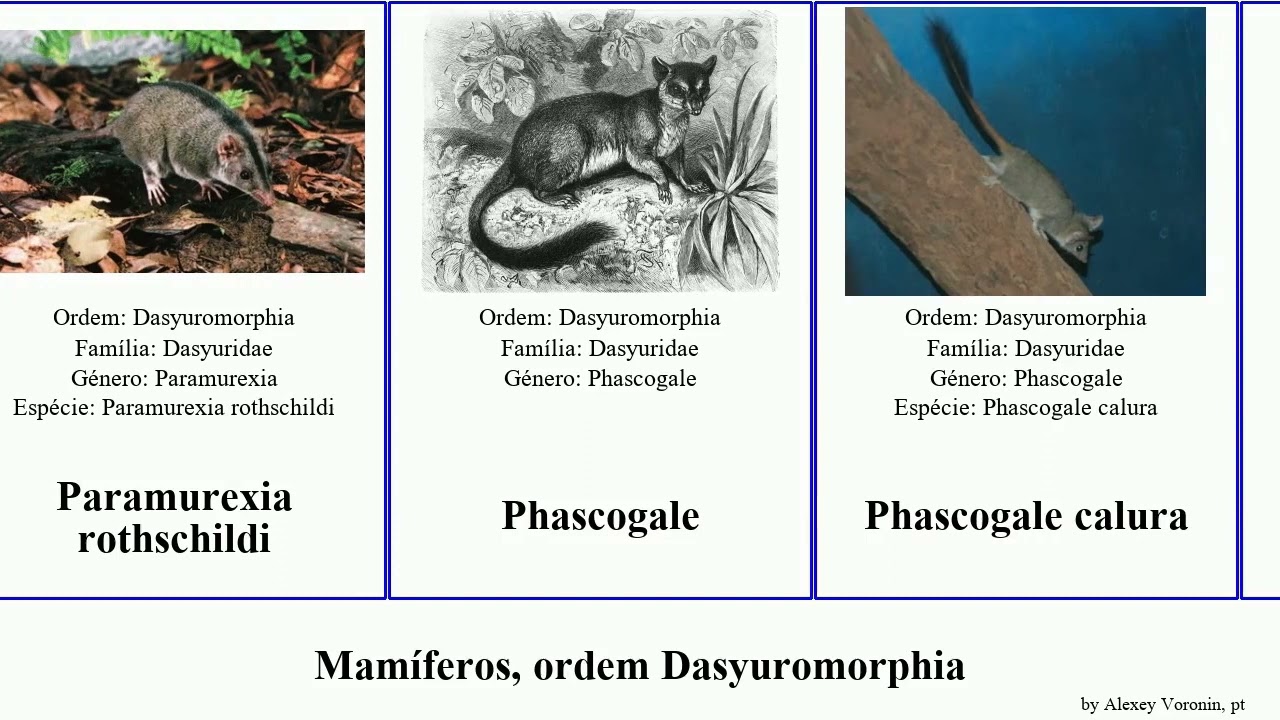 Mam&iacute;feros, ordem Dasyuromorphia mam&iacute;feros ordem Dasyuromorphia.mammal  order Dasyuromorphia naso