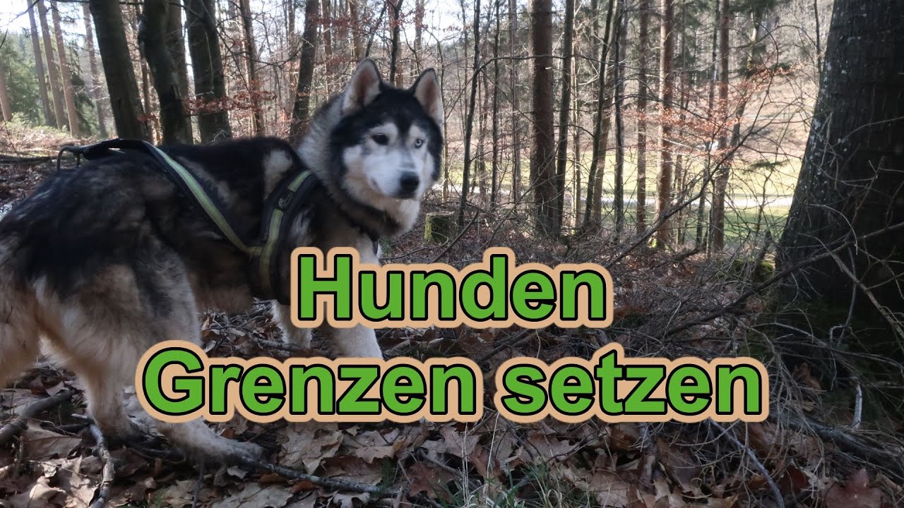 Hunden Grenzen setzen / Hundeausbildung / Persönlichkeitsentwicklung / Hundeerziehung /Nature Trails