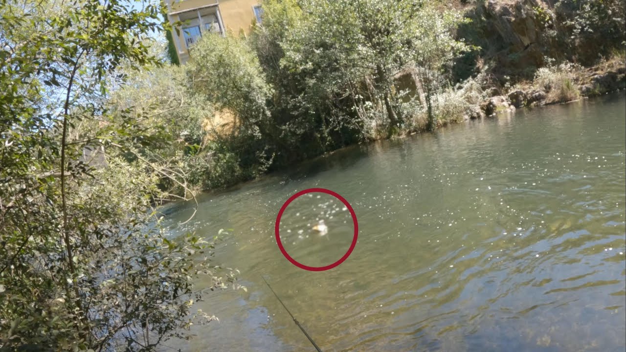 Desde el amanecer hasta el vermut: mi día completo de pesca en el río