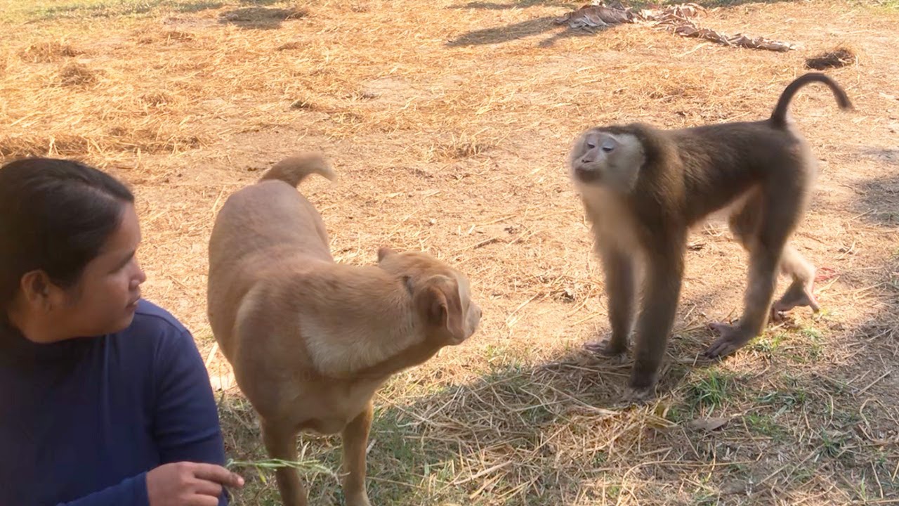 Jason Jealous Talk To Separate Puppy From Mom Outside