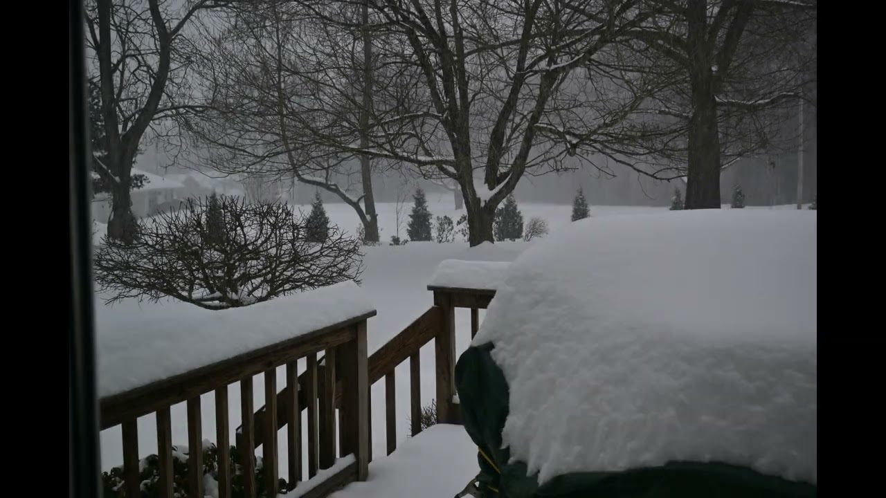 SnowStorm Fern on Deck