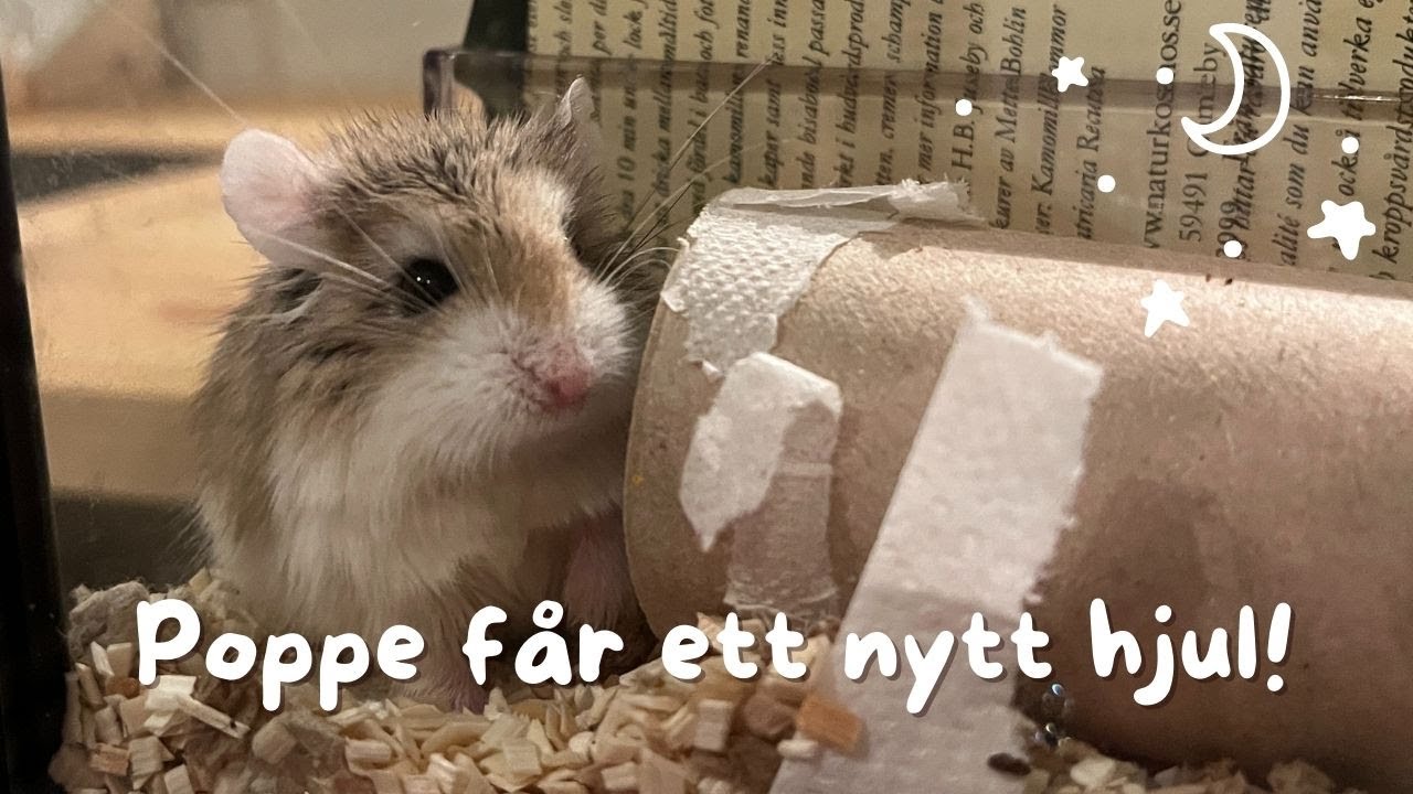Att välja hjul till en hamster