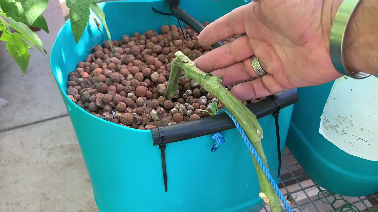Planting radish and carrots into the hydroponic garden