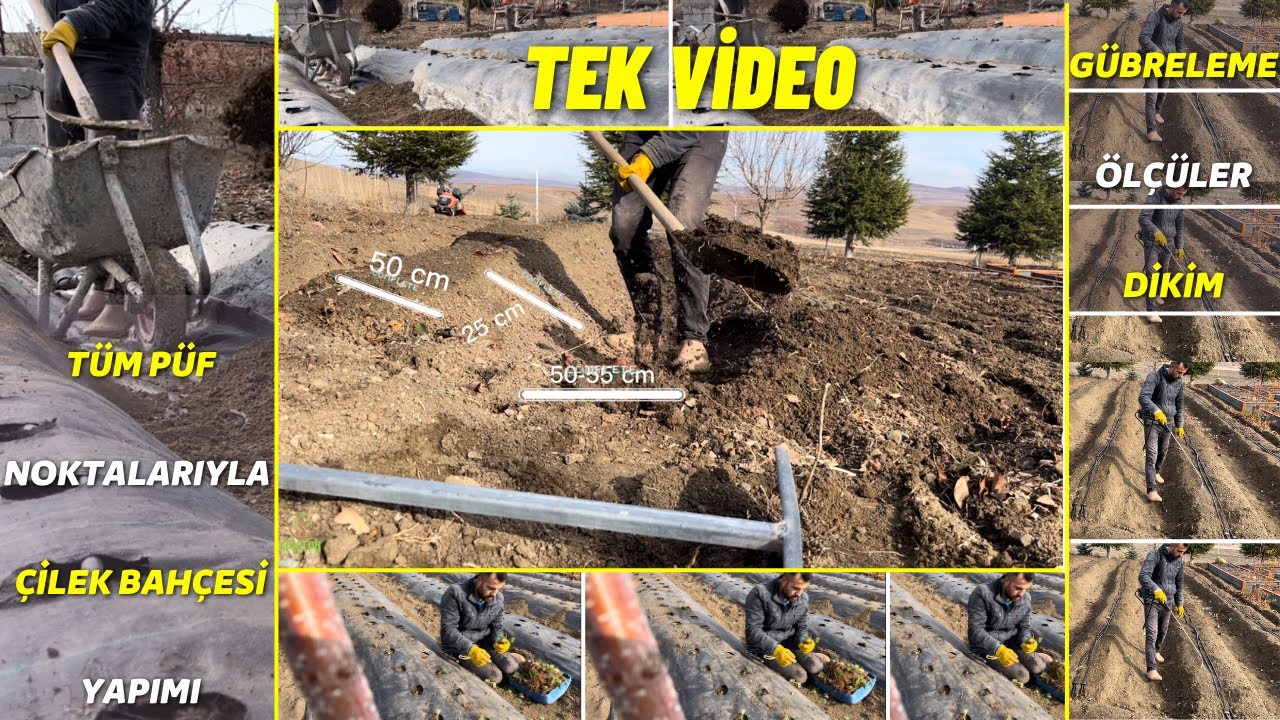 Как вырастить клубнику в одном видео с советами