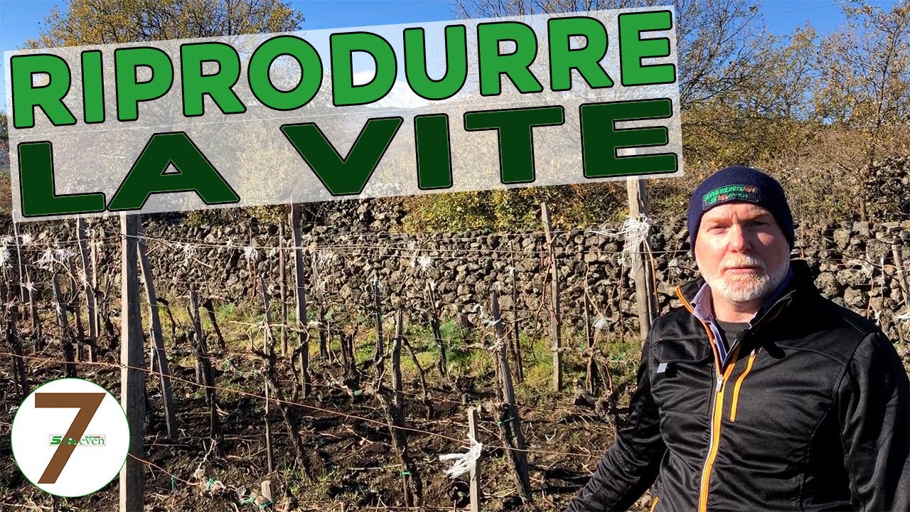 Come Riprodurre la Vite per talea