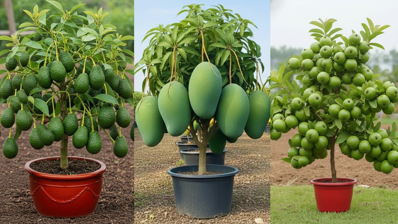 Fast Growing Guava Mango and Avocado Trees From Cutting Propagation Technique #live #mango #avocado