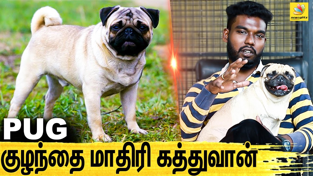 அந்தகாலத்துல ராஜாக்களுக்கு ரொம்போ புடிச்ச Breed : All About Dogs EPISODE - 15 | PUG