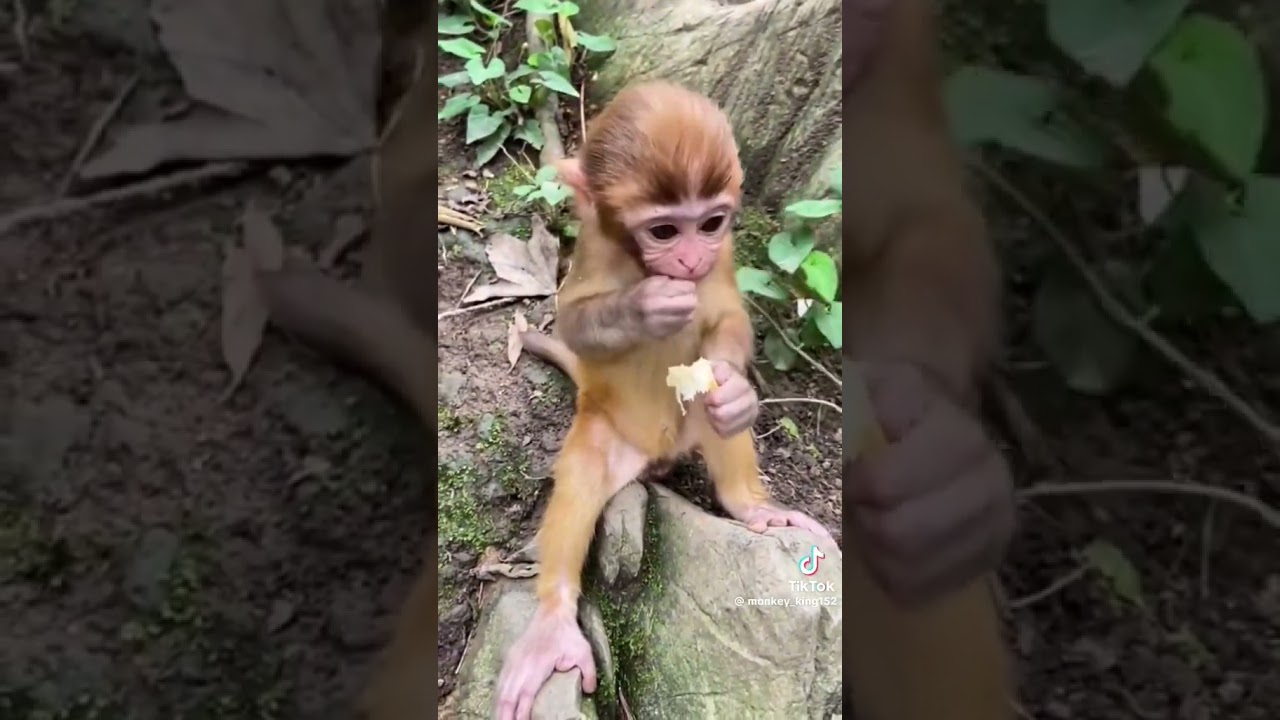 Monkey new video 