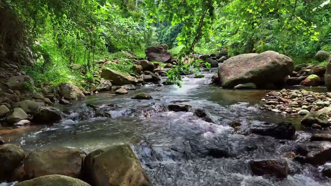 Relax Your Mind & Body | Gentle Jungle River with Natural Ripples