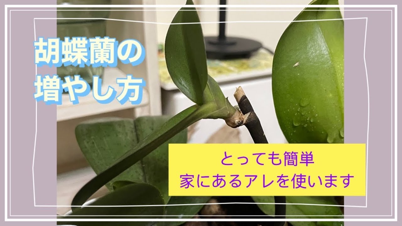 【胡蝶蘭の増やし方】高芽出ます！成功した方法をお見せします。家にあるアレを使って簡単に - how to propagate phalaenopsis orchids