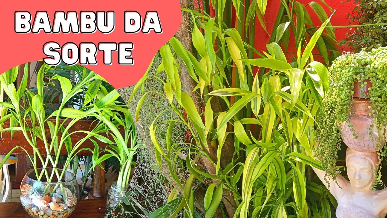 Como CULTIVAR e TRANÇAR o BAMBU da SORTE