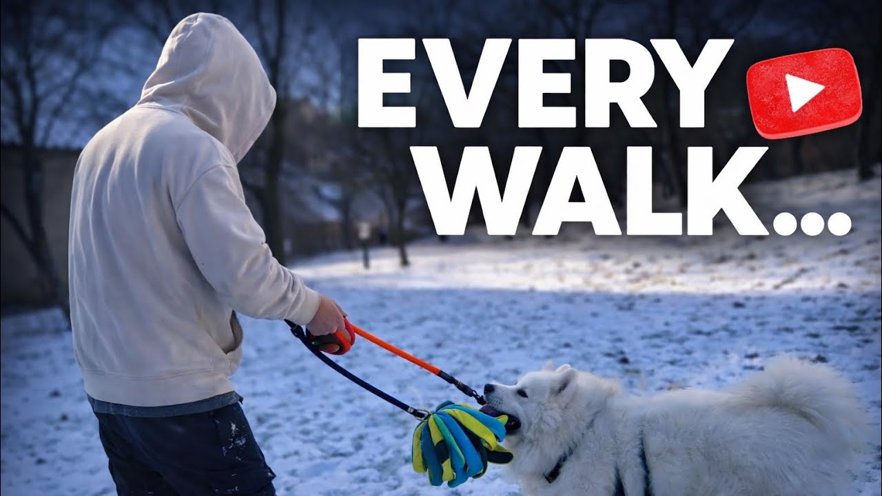 Every Walk With My Samoyed Ends Like This