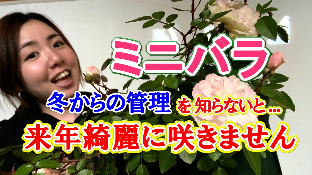 ミニ薔薇の冬の管理・切り戻しの仕方を教えます