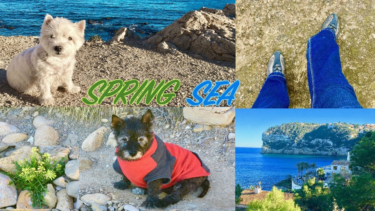 SPRING.SEA.SPAIN.ВЕСНА В ИСПАНИИ.МОРЕ.ХАВЕЯ/ЖИЗНЬ СОБАК В ИСПАНИИ