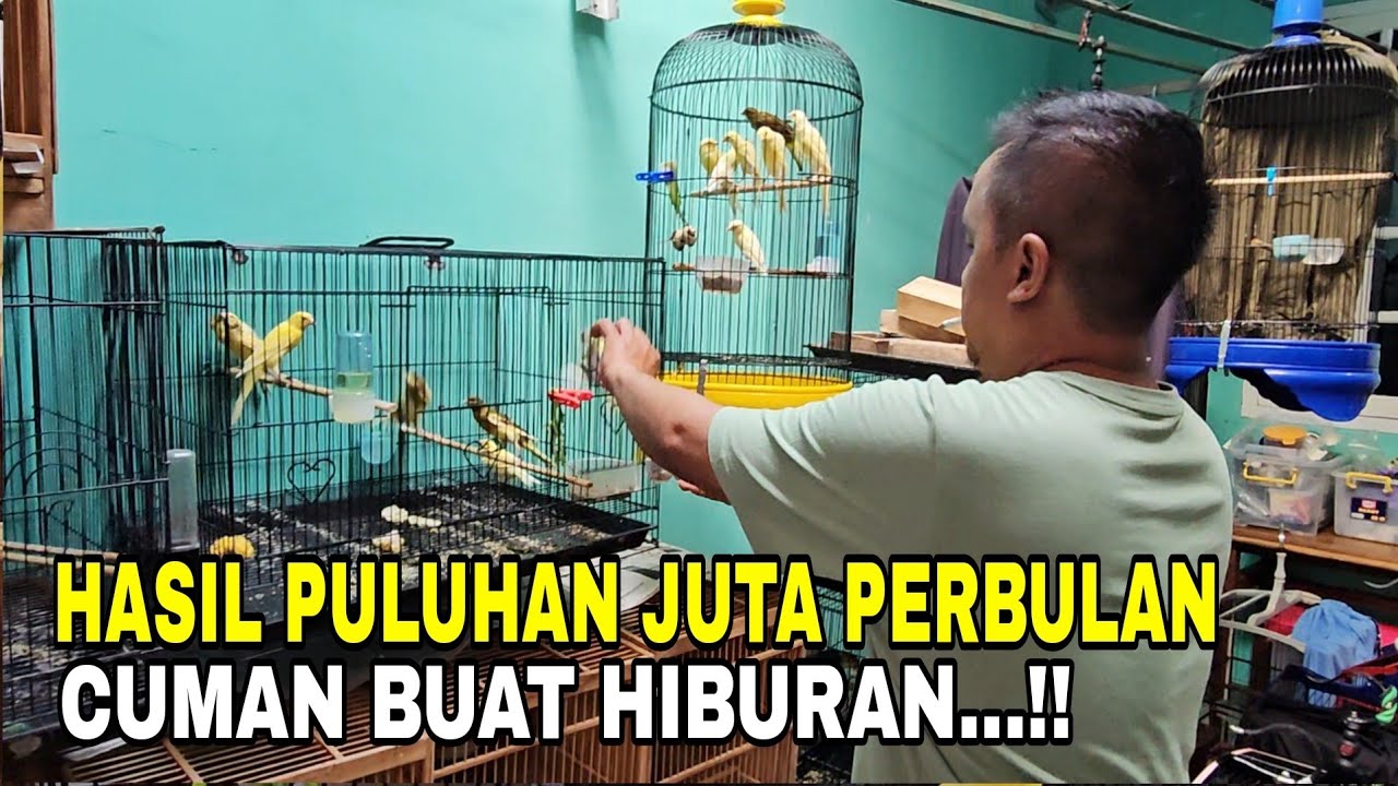 INI BARU KEREN ‼️ SALAH SATU PETERNAK YANG MENGUTAMAKAN HOBI DARIPADA UNTUNG BANYAK.