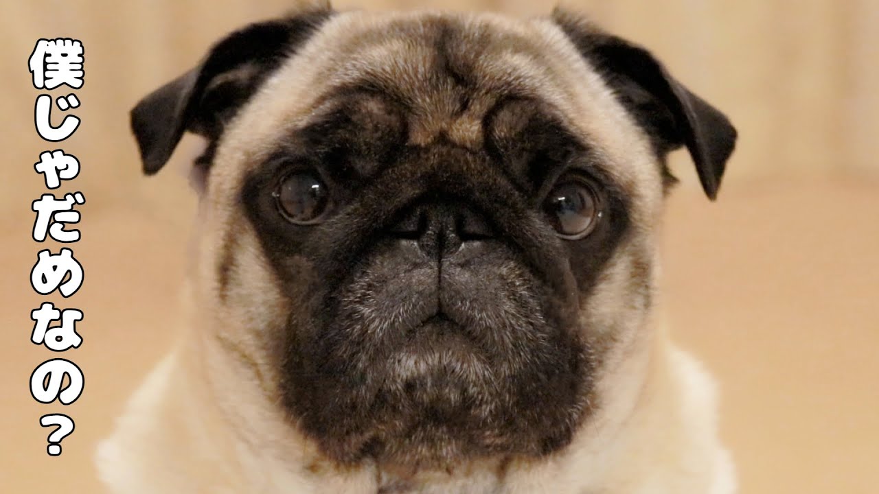 禁断の企画！自分の性格に合う犬種がわかる心理テストをやってみた