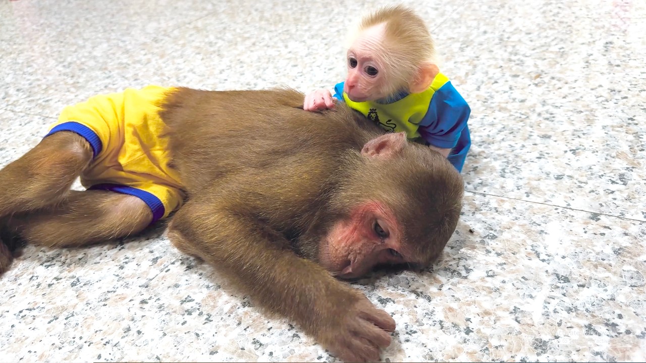 So Touching! Baby Monkey Shows Special Care for CUTIS