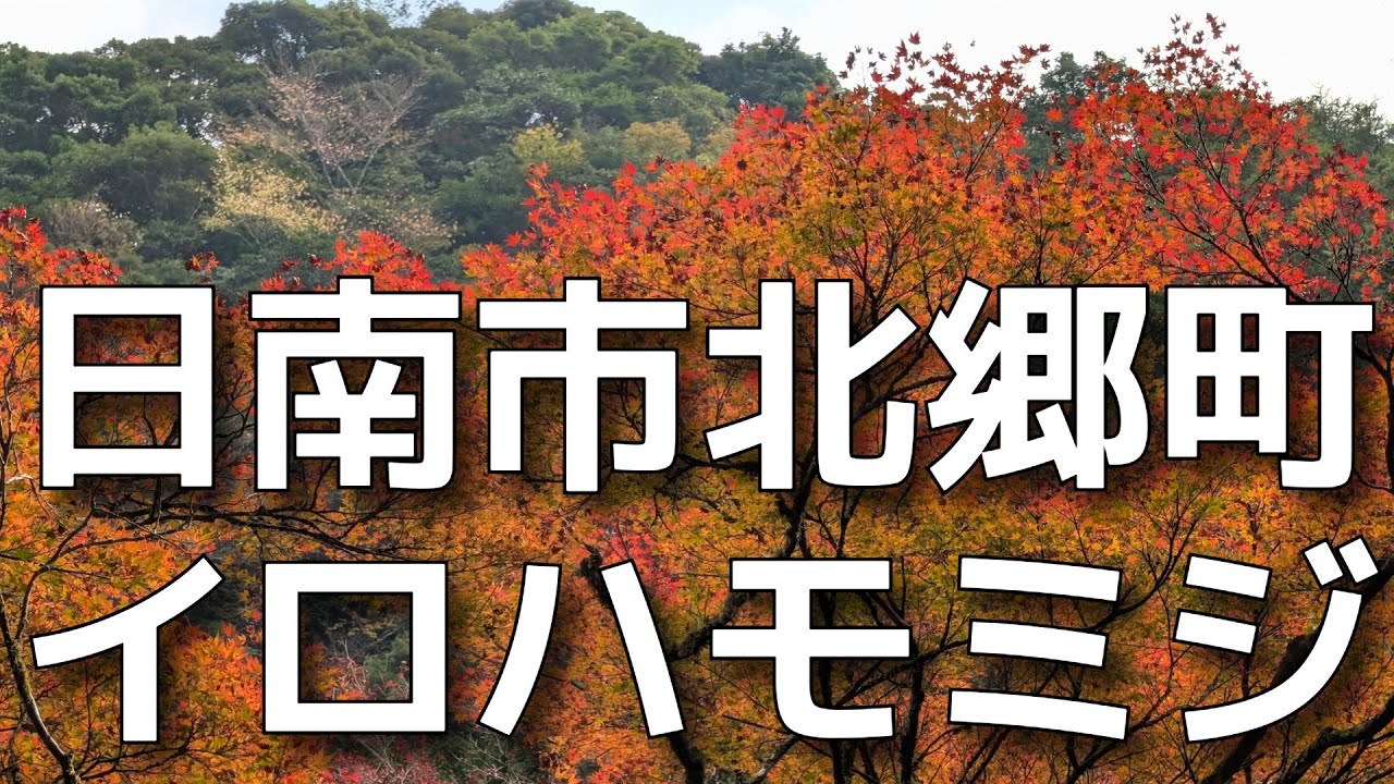 宮崎県日南市北郷町のイロハモミジ2025