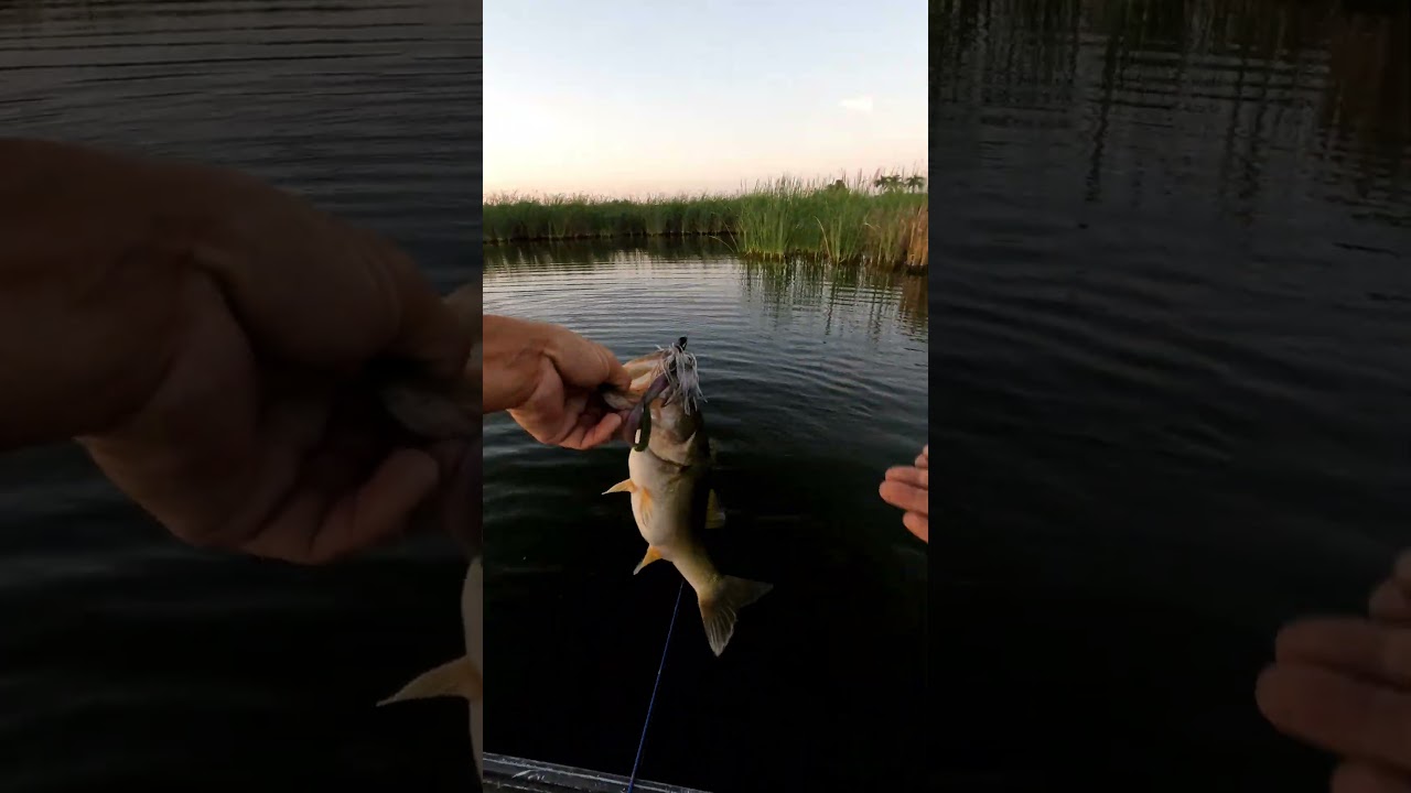 swimjig strikes gold