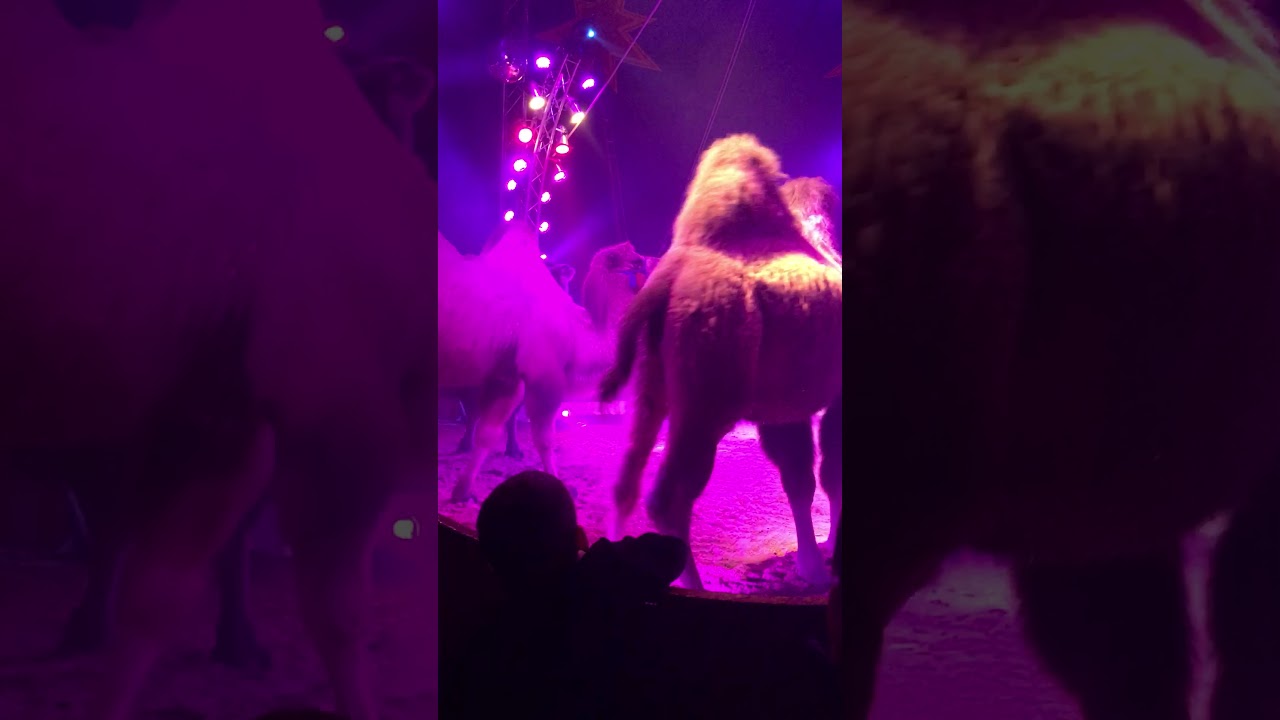 Circus Frankello Teil 3
