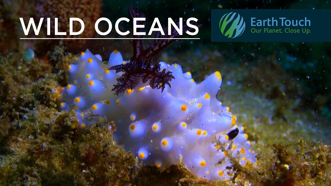 50 shades of Nudibranch