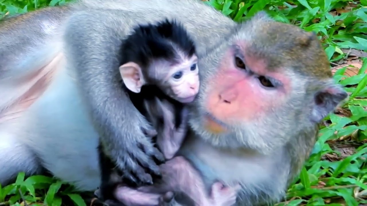 Sweet mommy monkey and Newborn baby Are Healthy Today 🥹🌿🥰