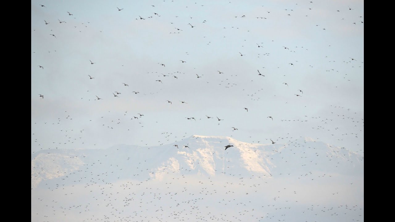 Vogelwelt Bodensee Rheindelta  &Ouml;sterreich November 2024 4K