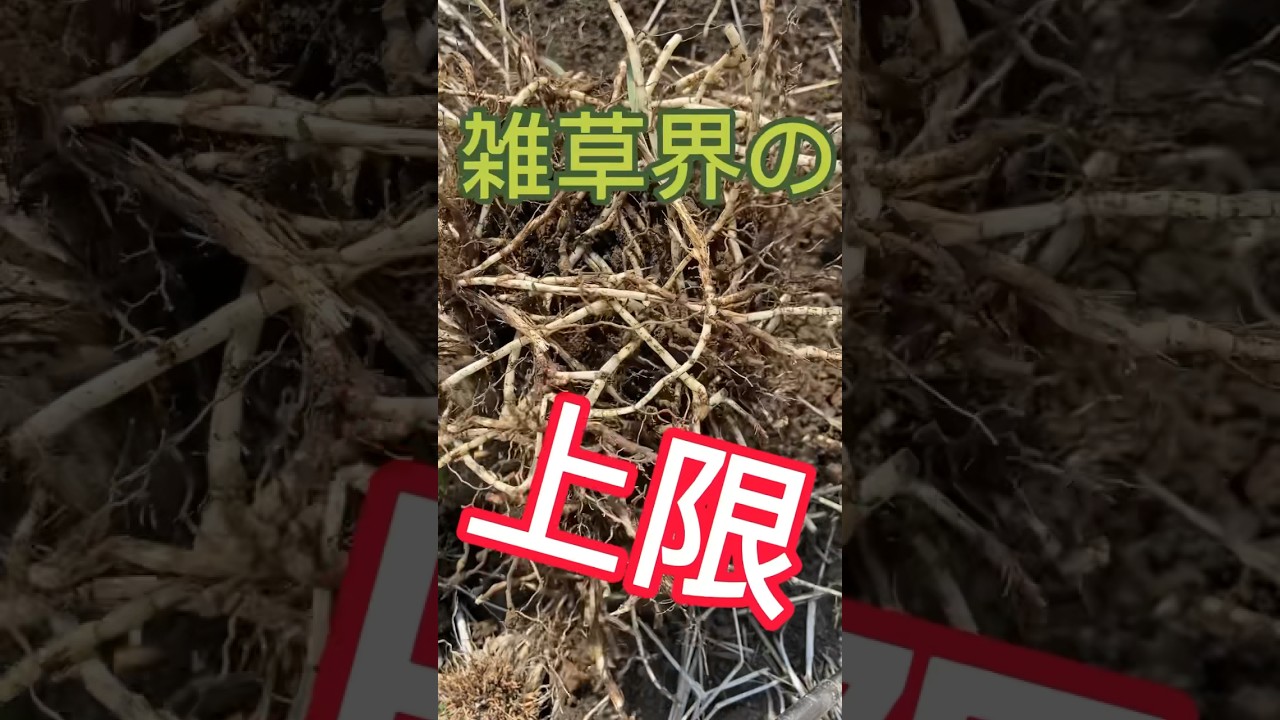厄介な雑草のチガヤを根絶やし　#雑草  #家庭菜園