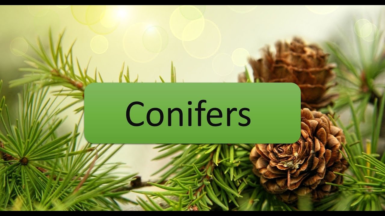 Conifers, the non flowering plants
