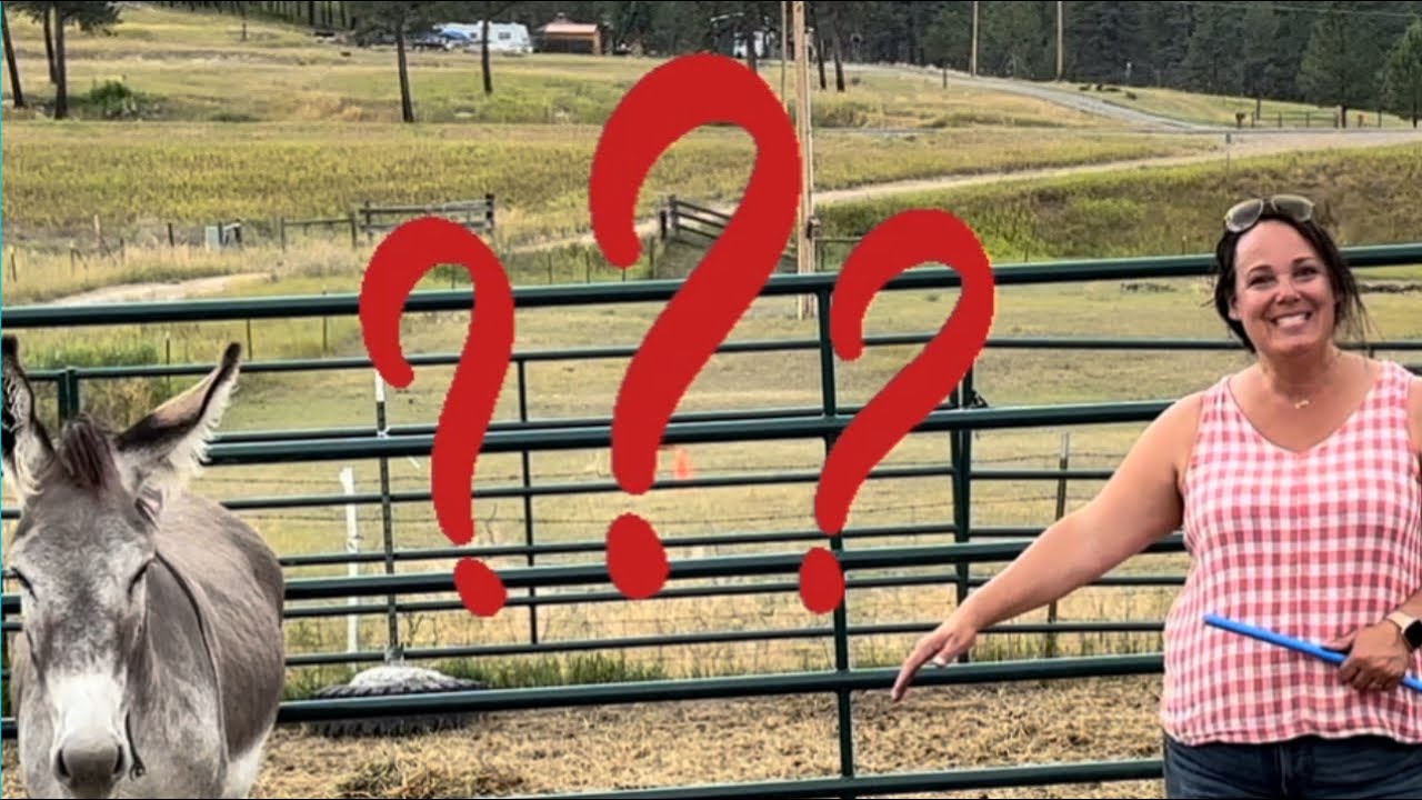 Does the Noodle Feeder 2000 Work For Gentling Donkeys?