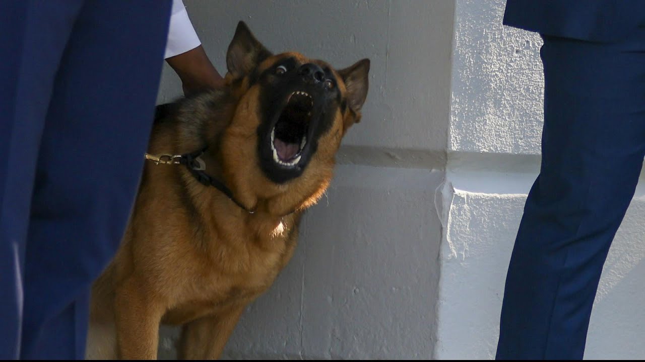 Kristi Noem Suggests President Biden’s Dog Should Have Been Shot