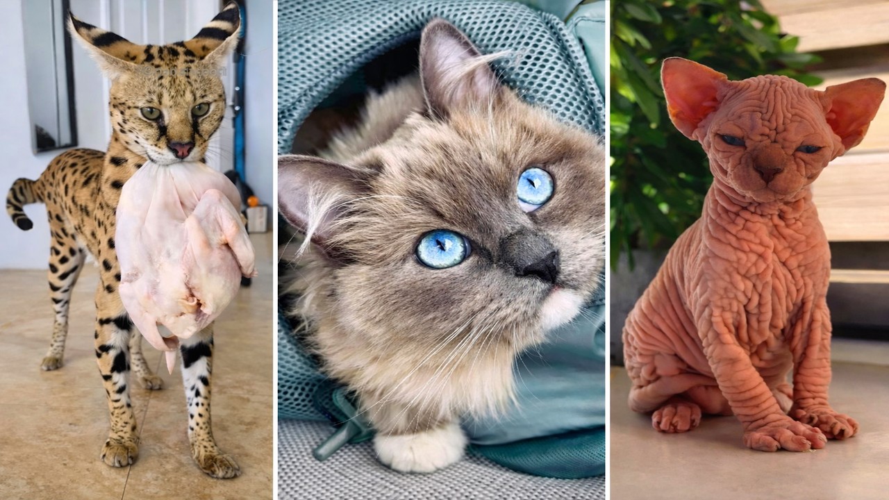 😹 Bruschimichis | Videos de Gatos Graciosos y Divertidos para Reír Sin Parar