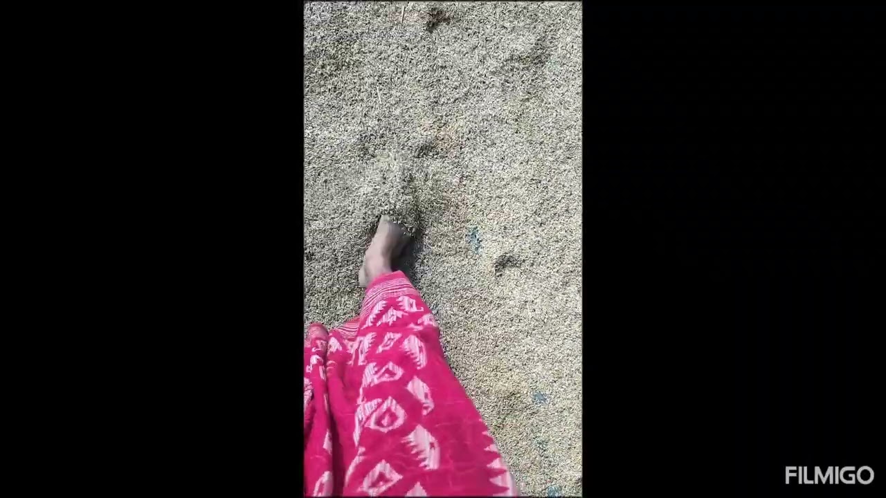 💫💞আজ সেদ্ধ ধান কে পাহারা দিছিলাম 💞#dhan #video #vairal 