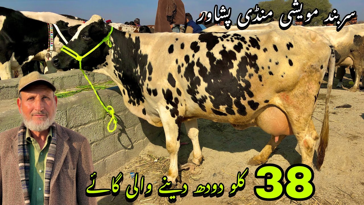 Dairy Cows Mandi Peshawar 38 liter Milk Giving Fresien Cow | Sarband Maweshi Mandi 01/02/2024 Update