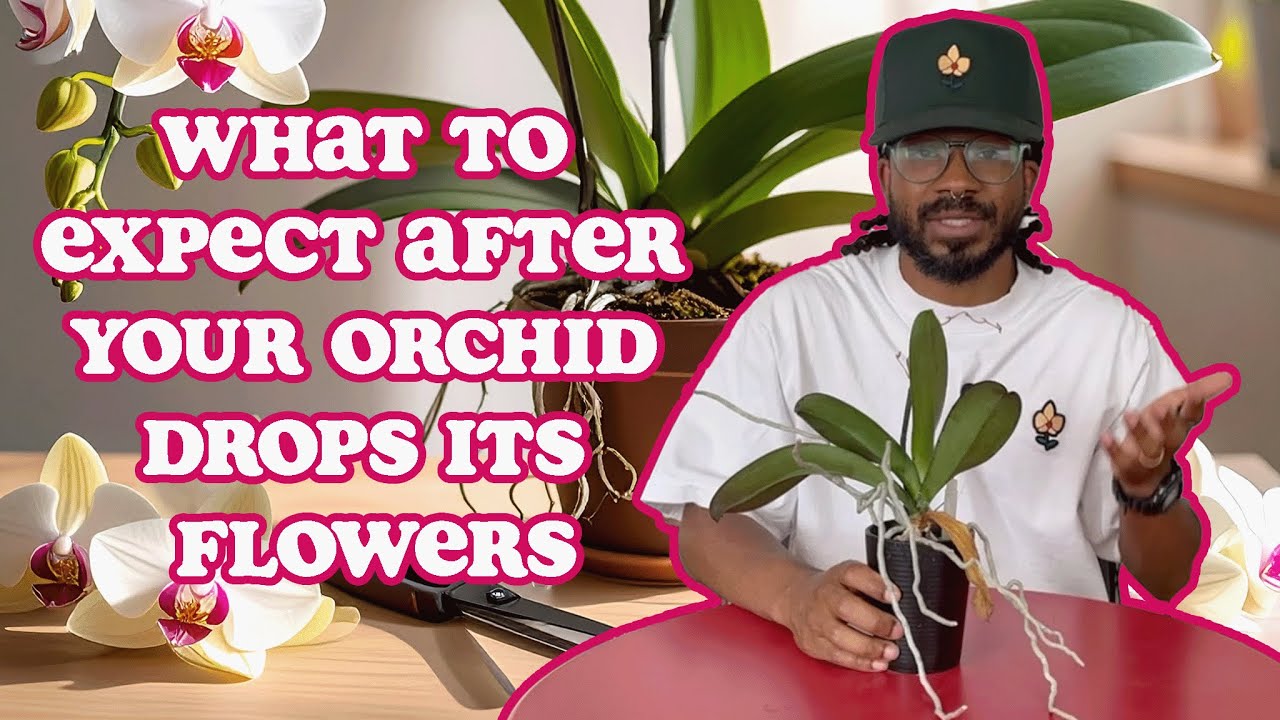 Что ожидать после того, как ваша орхидея сбросит цветы?