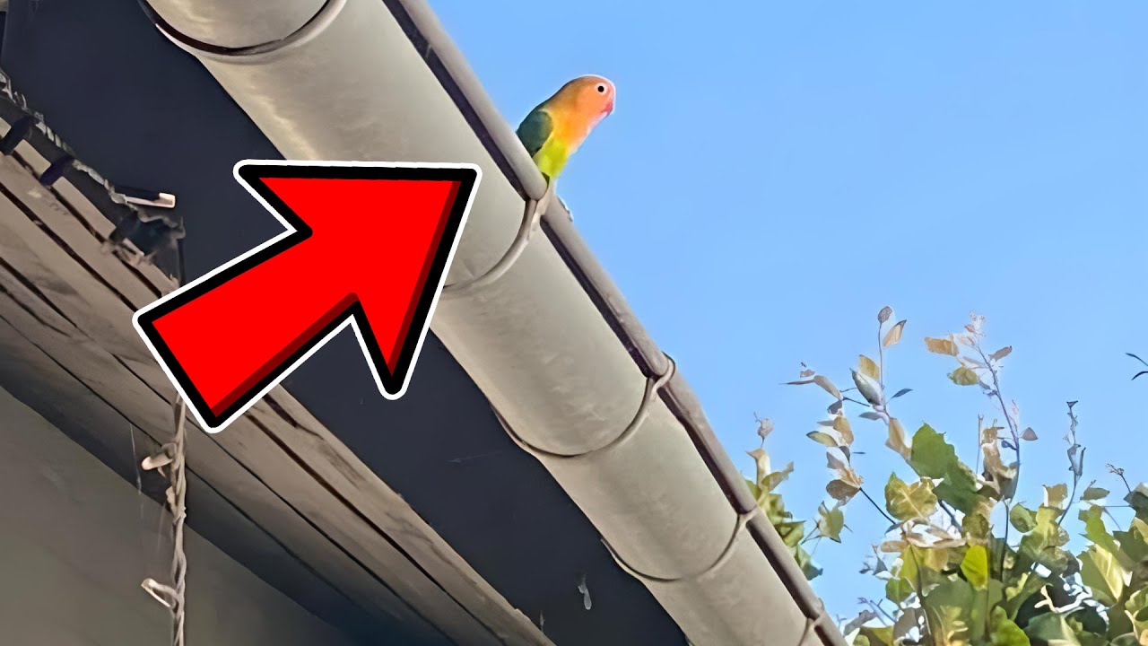 DÅRLIGE NYHEDER OM SUN & MOON🦜😭PRØVER AT REDDE UNGERNE🦜🪹