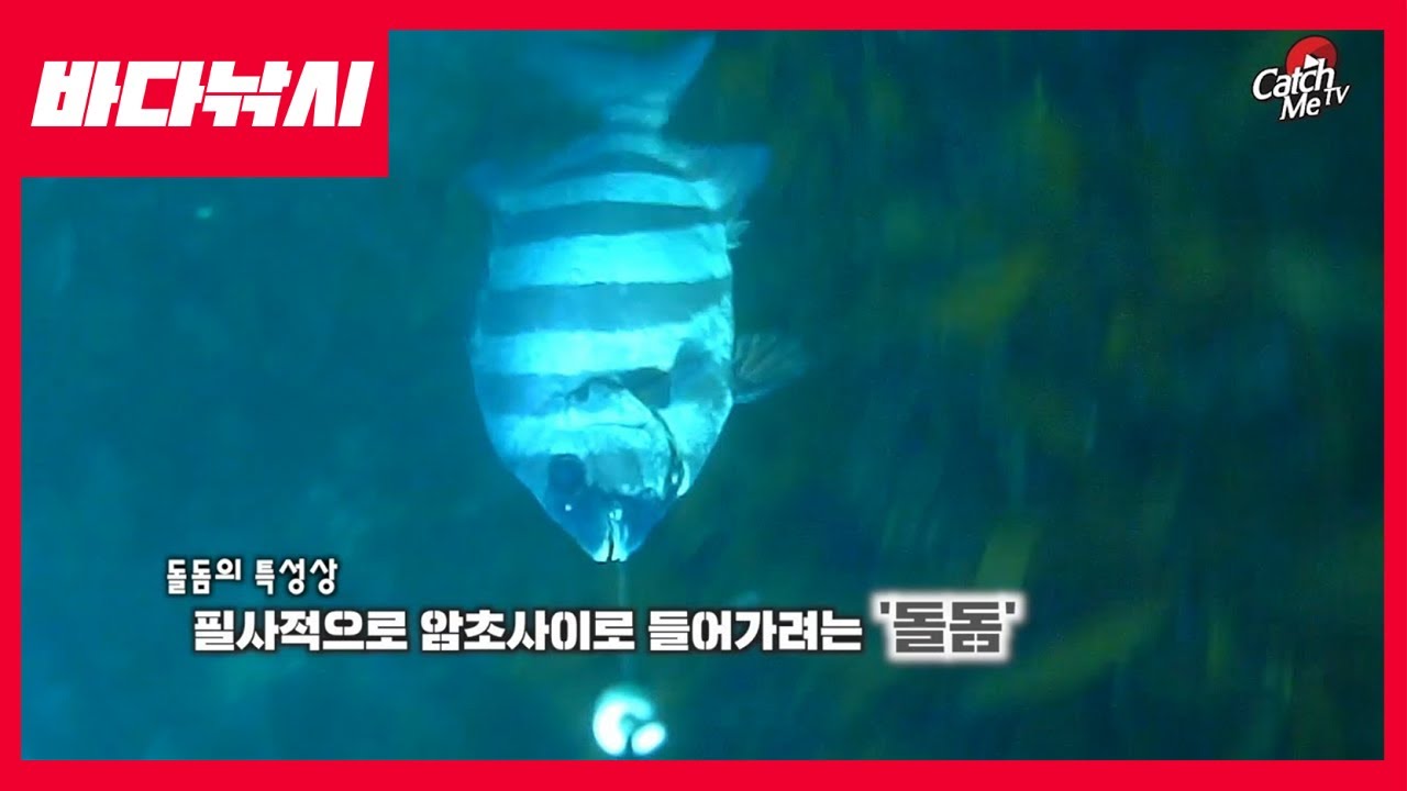 돌돔 수중 파이팅 영상! 그리고 돌돔의 울음소리...? Striped Beakfish Underwater Video