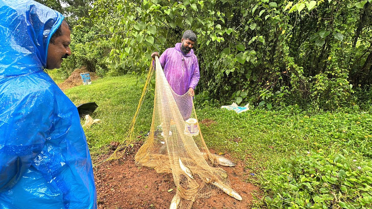 ഒരു വലക്ക് 5 വാള | monsoon cast net fishing in kerala | mallu rainy fishing vlog | monster fishing