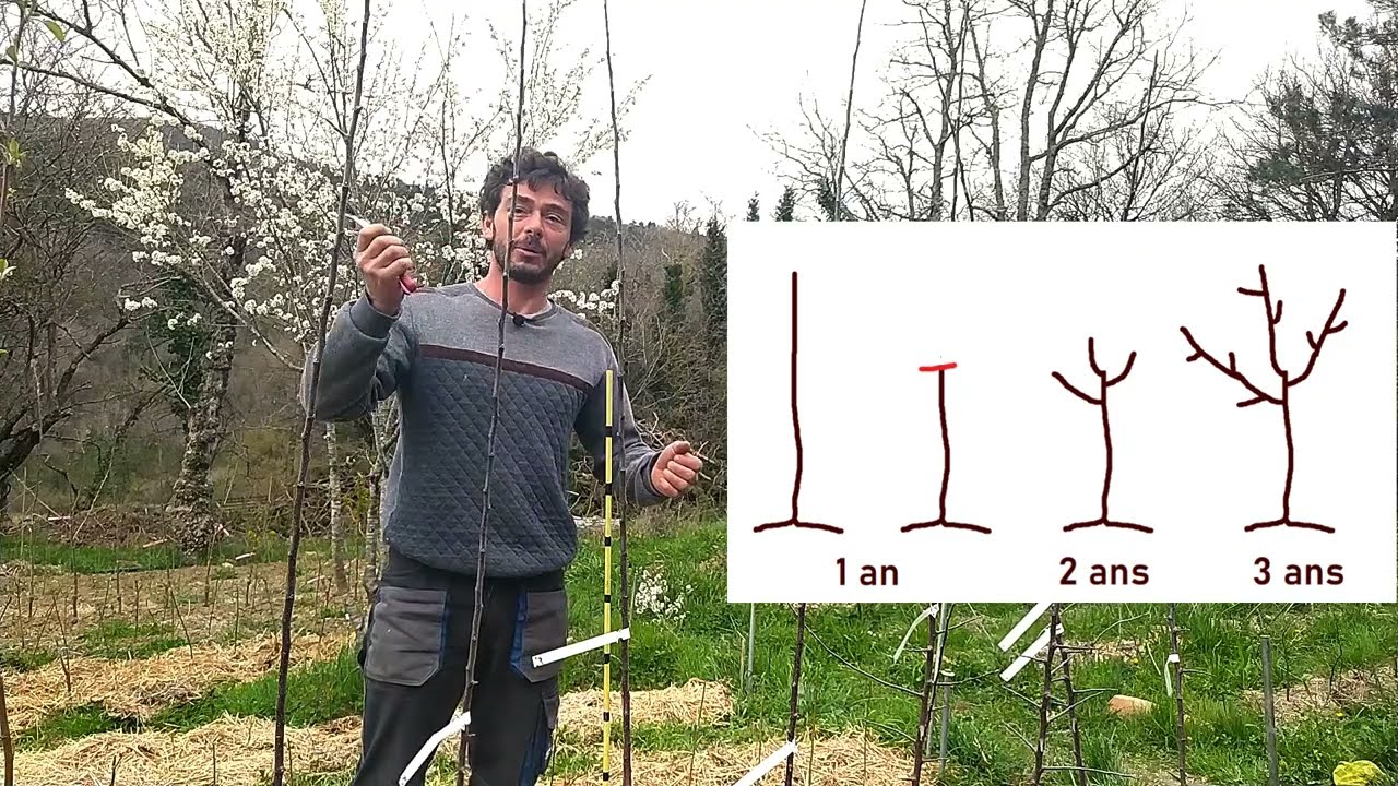 Faut-il tailler un fruitier à la plantation ?