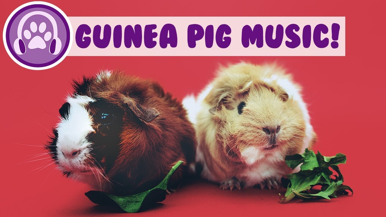 15 Hour Guinea Pig Music! Relaxing pet music to calm your guinea pig