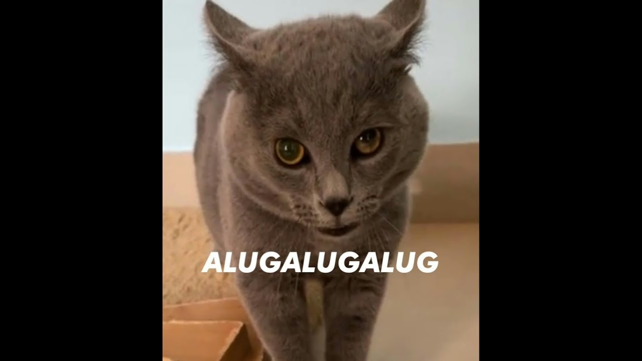 Everybody Wants To Be A Cat-Tik Tok 2021