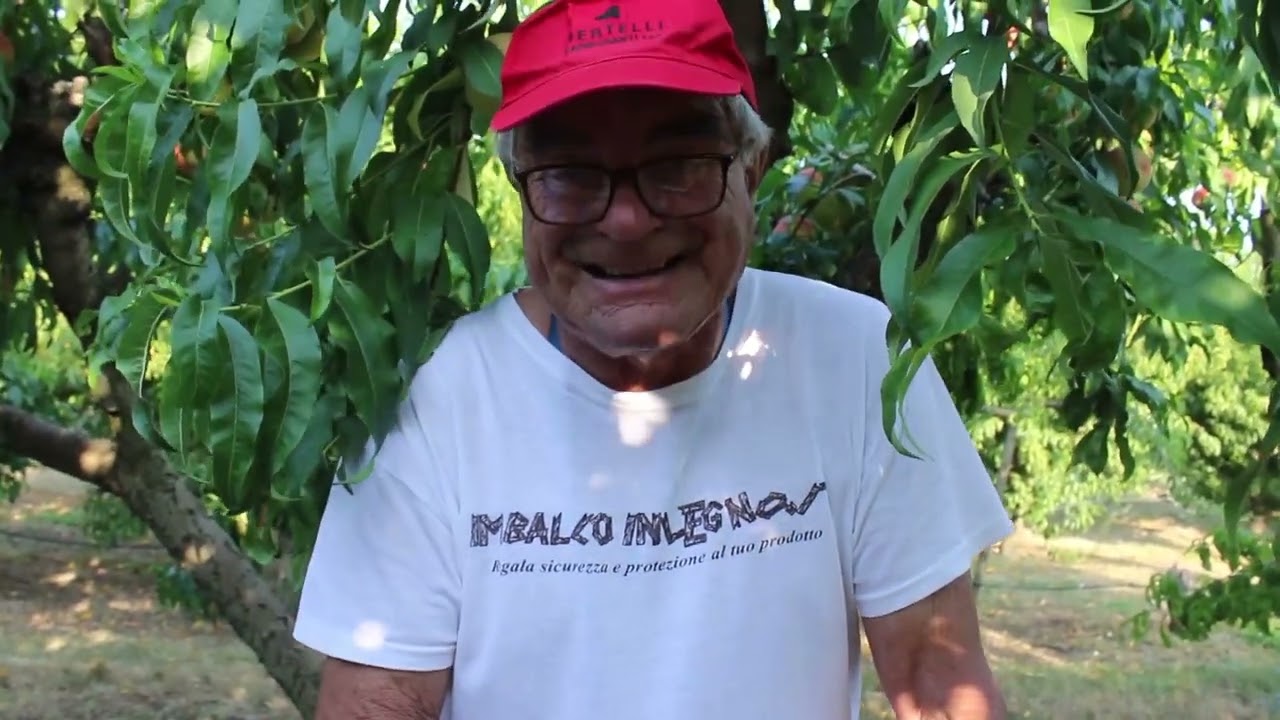 LE PESCHE come raccoglierle e le differenze di pezzatura