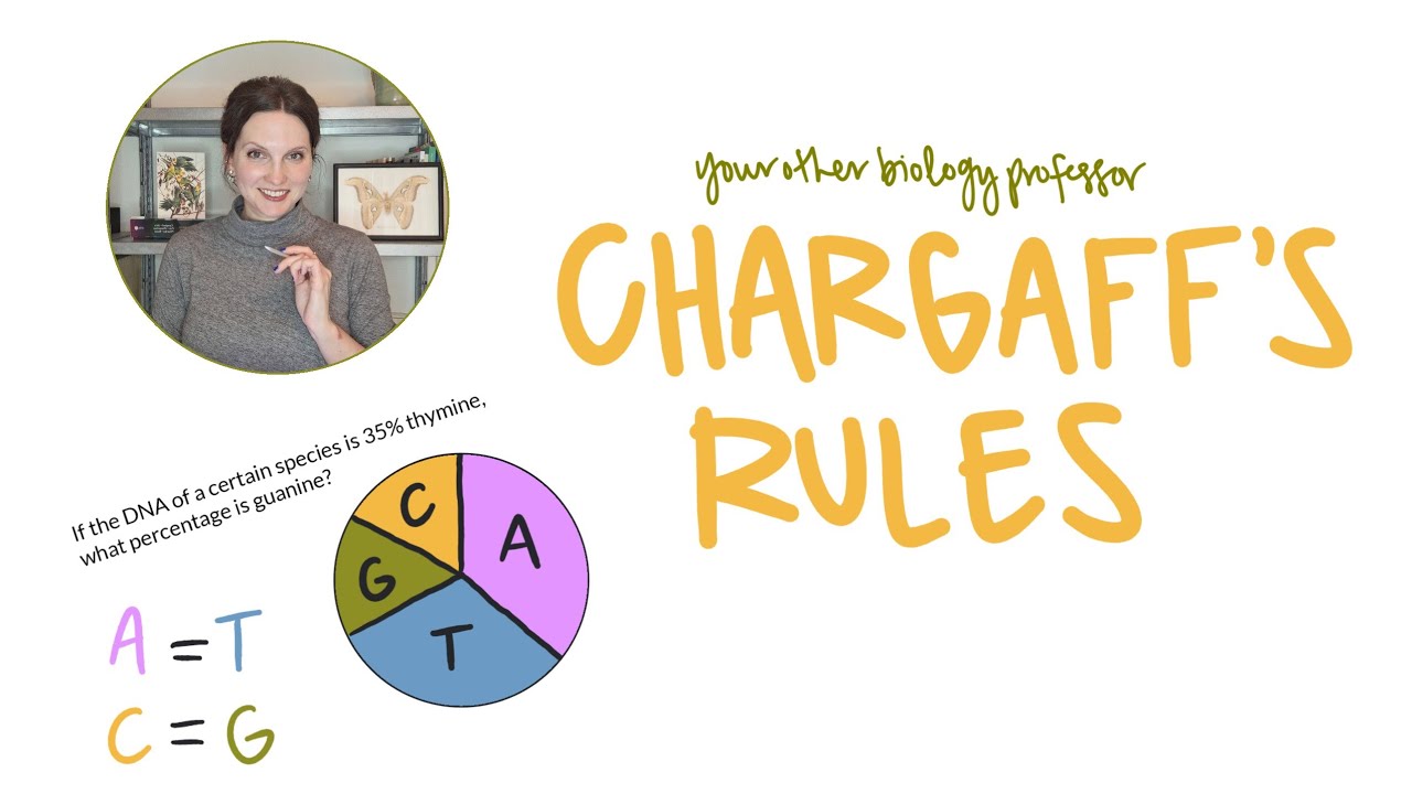 Chargaff's Rules: Review and Practice